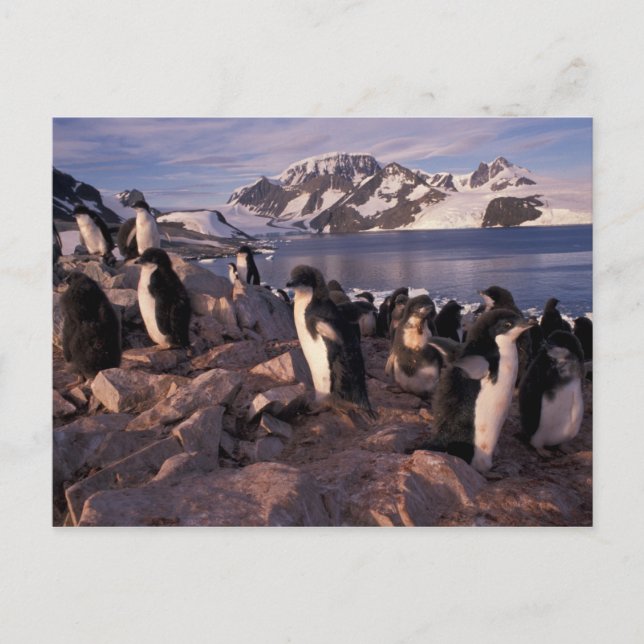 Carte Postale Antarctique, poussins de pingouin d'Adelie (Devant)