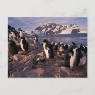 Carte Postale Antarctique, poussins de pingouin d'Adelie
