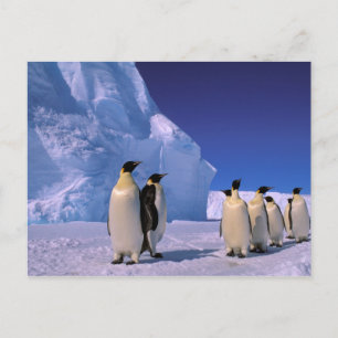 Carte Postale Antarctique, territoire australien antarctique, 7