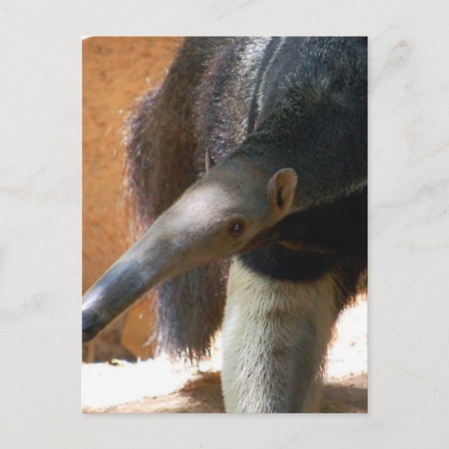 Carte postale Anteater (Devant)