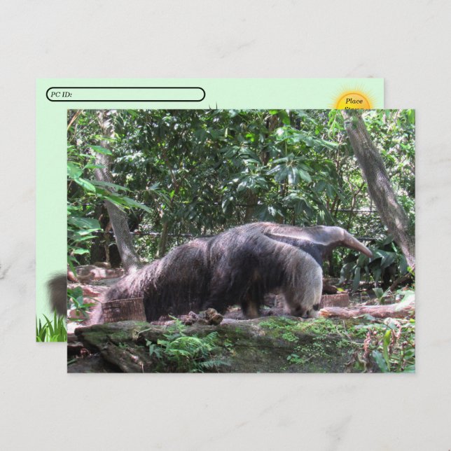 Carte postale Anteater géant (Devant / Derrière)