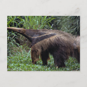 Carte Postale Anteater géant (Myrmecophaga tridactyla)