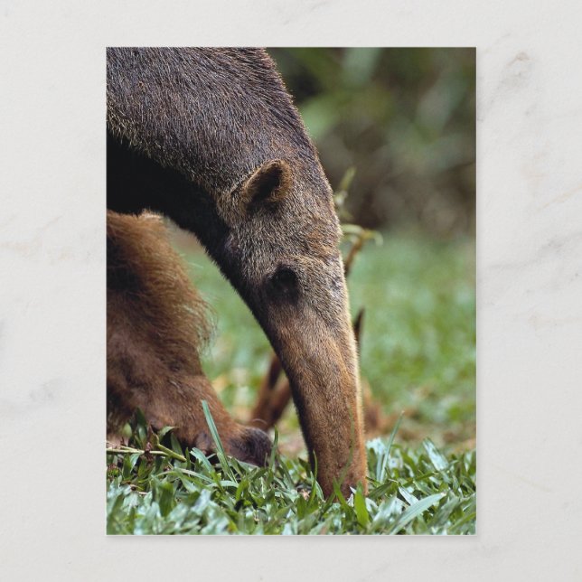 Carte Postale Anteater géant (Myrmecophaga tridactyla) (Devant)