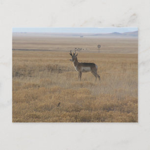 Carte Postale Antelope contemplative