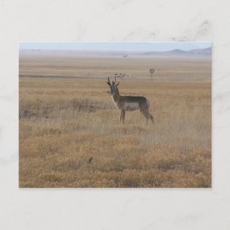 Carte Postale Antelope contemplative