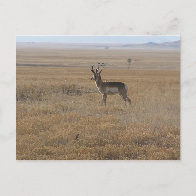 Carte Postale Antelope contemplative (Devant)