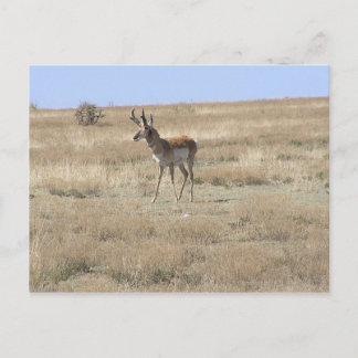 Carte Postale Antelope dans le profil