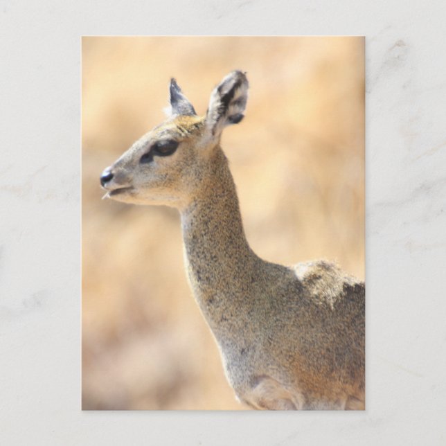 Carte Postale Antélope de Klipspringer (Devant)