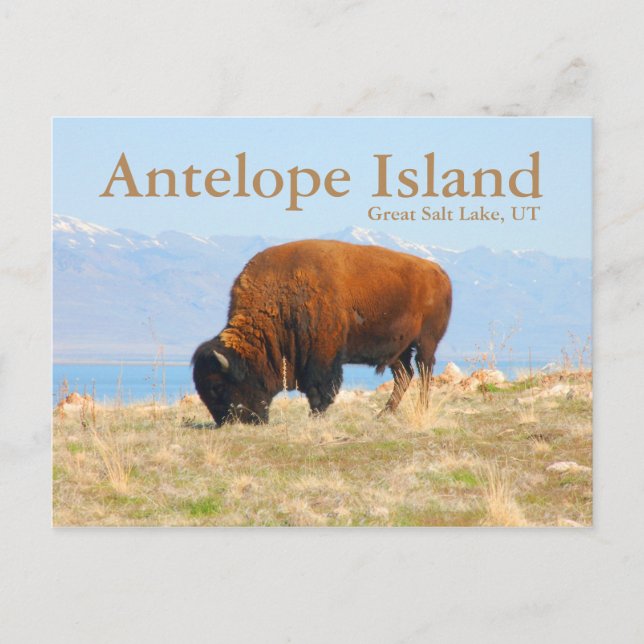 Carte Postale Antelope Island, Great Salt Lake, Utah Postcard (Devant)