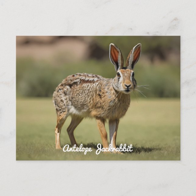 Carte Postale Antelope Jackrabbit debout sur l'herbe (Devant)