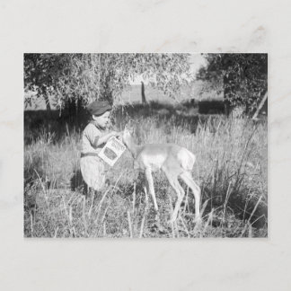 Carte Postale Antélope nourrissante