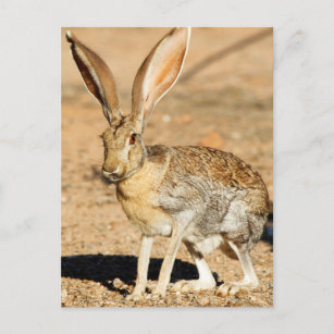 Carte Postale Antelope portrait de lapin, Arizona