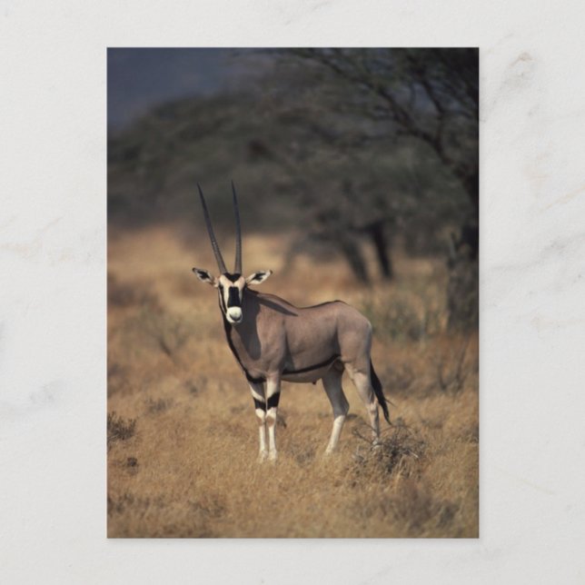 Carte Postale Antelope solitaire (Devant)