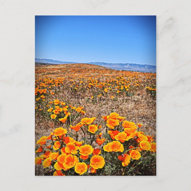 Carte Postale Antelope Valley California Poppy Reserve (Devant)