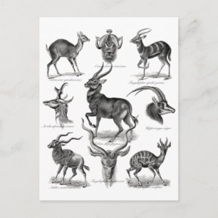 Carte Postale Antelopes
