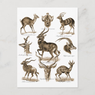 Carte Postale Antelopes