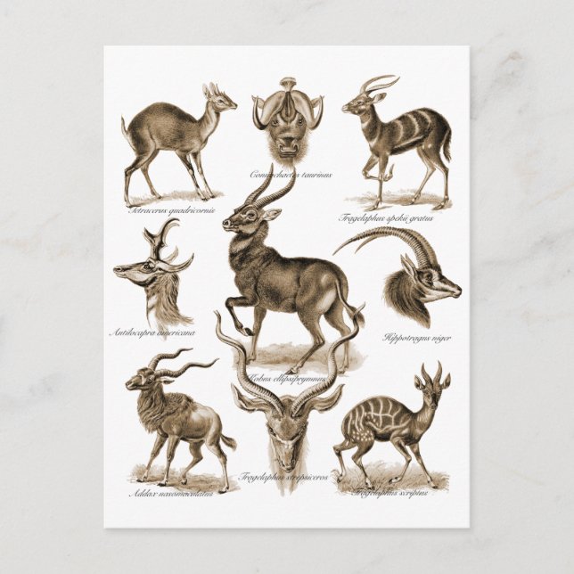 Carte Postale Antelopes (Devant)