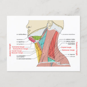 Carte Postale Antérieur Triangle supérieur Triangle cou Muscles