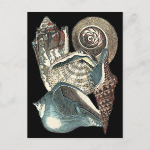 Carte Postale Anthologie des coquillages
