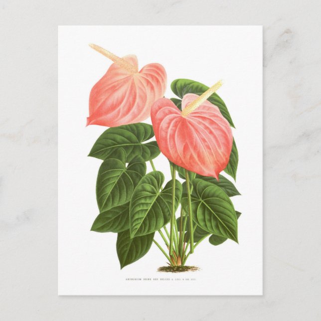 Carte Postale Anthurium (Devant)