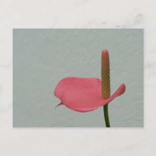Carte Postale Anthurium