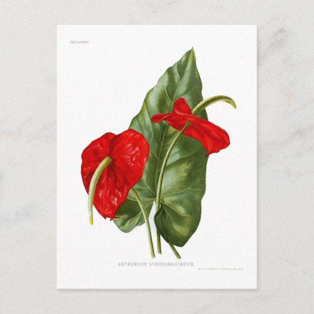 Carte Postale Anthurium atrosanguineum (Devant)