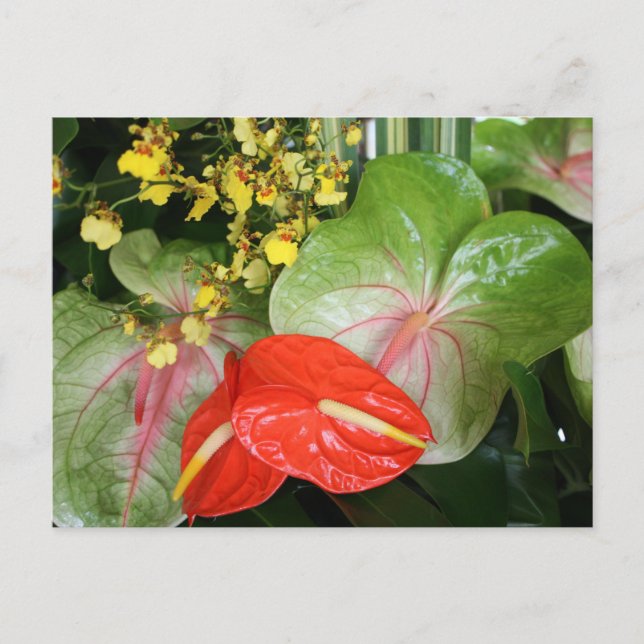 Carte Postale Anthurium Beauties ! (Devant)