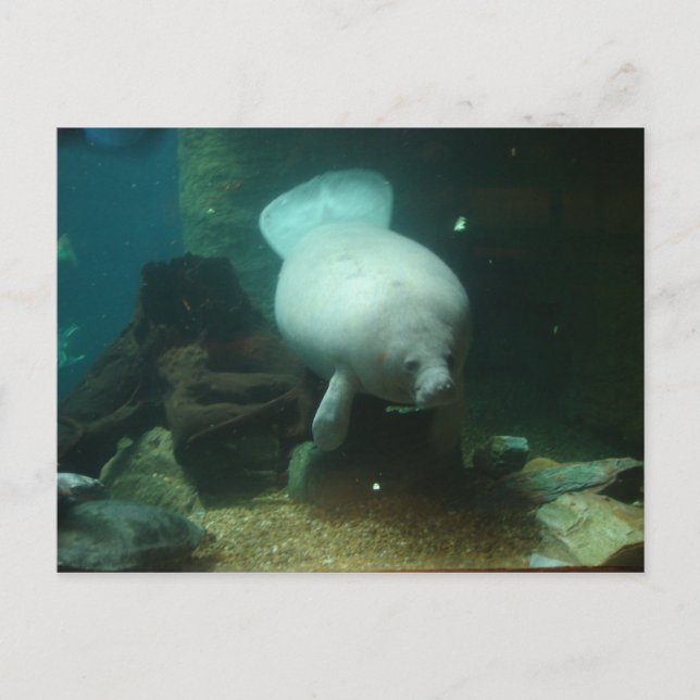 Carte Postale Antillean Manatee (Devant)