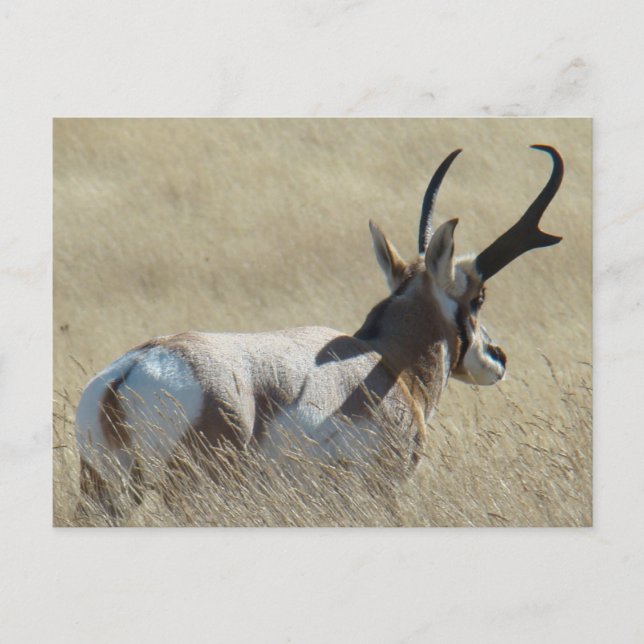Carte Postale Antilope d'Amérique A14 Buck Sunshine (Devant)