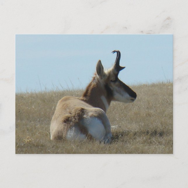 Carte Postale Antilope d'Amérique A16 faisant la sieste (Devant)