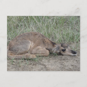 Carte Postale Antilope d'Amérique A6 nouveau-né