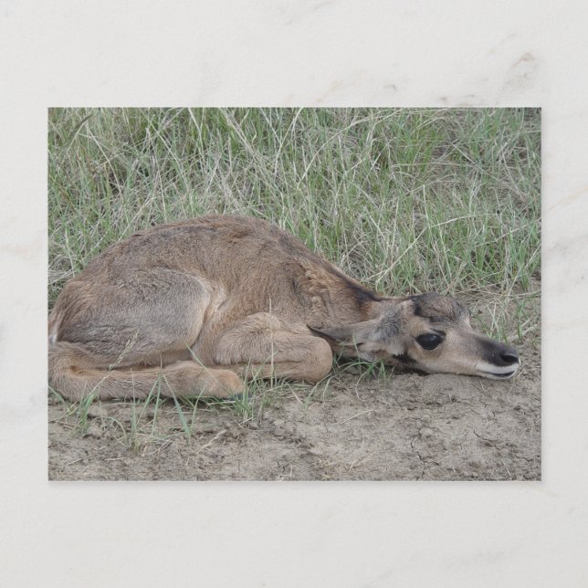 Carte Postale Antilope d'Amérique A6 nouveau-né (Devant)