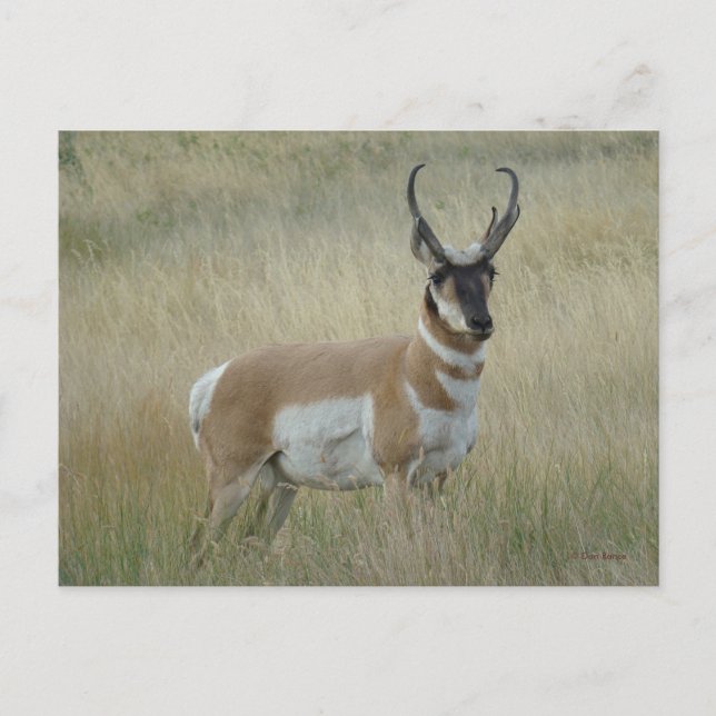 Carte Postale Antilope d'Amérique A8 Gros Buck (Devant)