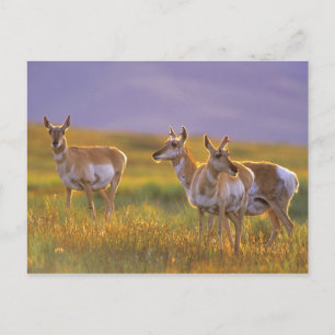 Carte Postale Antilope d'Amérique dans le Montana