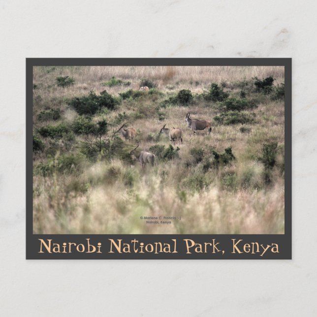 Carte Postale Antilopes Eland dans le Parc national de Nairobi,  (Devant)