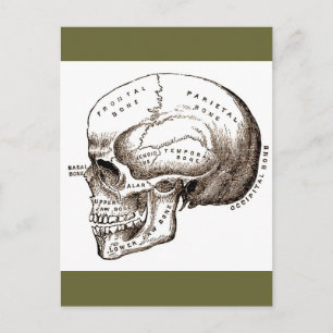 Carte Postale Antique Anatomie Crâne anatomique