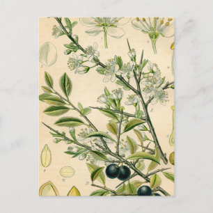 Carte Postale Antique Blackthorn Botanique Imprimé Fleur Berry