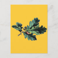 Antique Botanique Imprimer Chêne Feuilles & Acorns