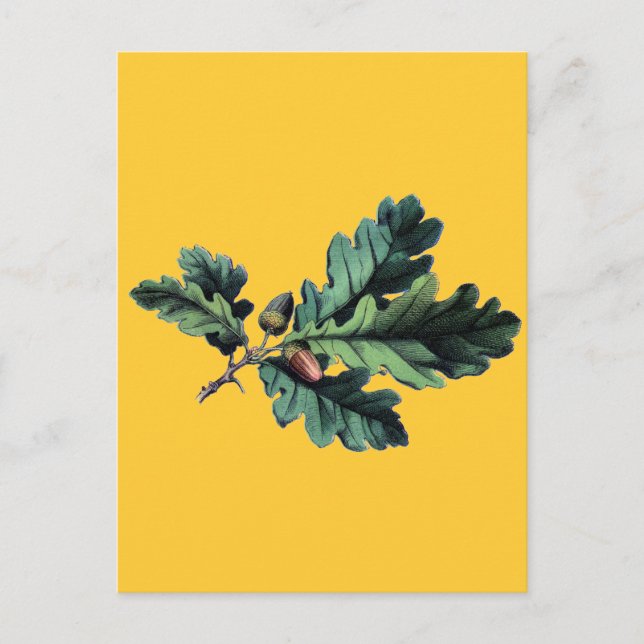 Carte Postale Antique Botanique Imprimer Chêne Feuilles & Acorns (Devant)