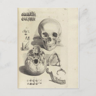 Carte postale Antique Crâne Anatomie