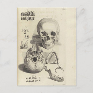 Carte postale Antique Crâne Anatomie