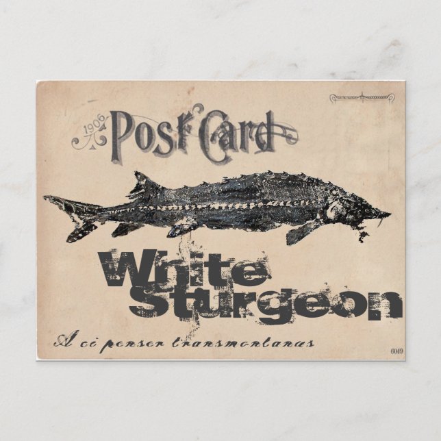 Carte postale antique d'esturgeon blanc-Gyotaku (Devant)