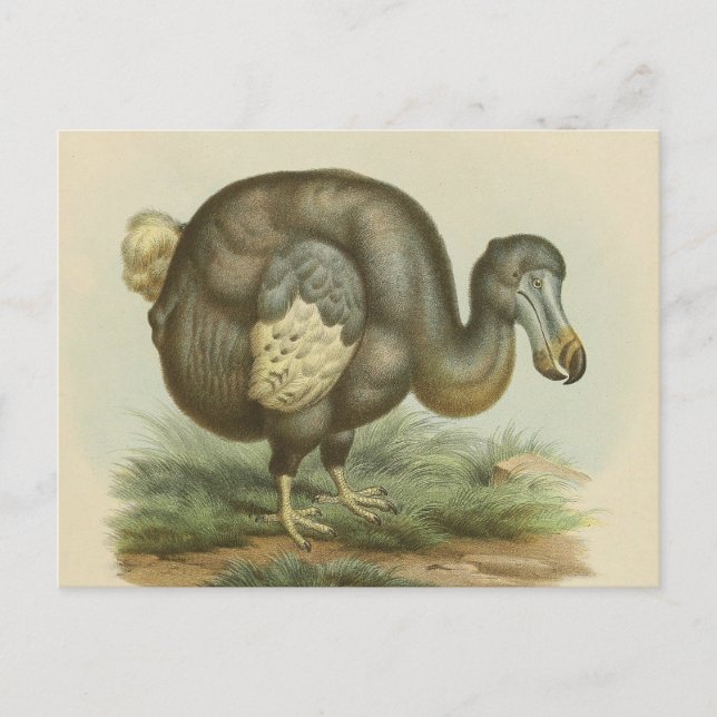 Carte postale Antique Dodo Bird Histoire naturelle (Devant)