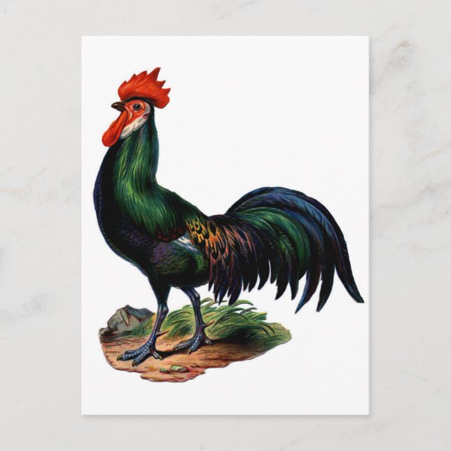 Carte Postale Antique Green Feathers Rooster (Devant)