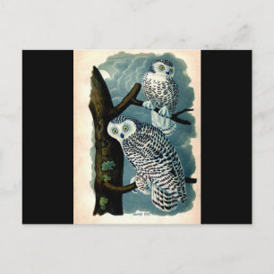 Carte Postale Antique Histoire naturelle Chouette neigeuse Impri