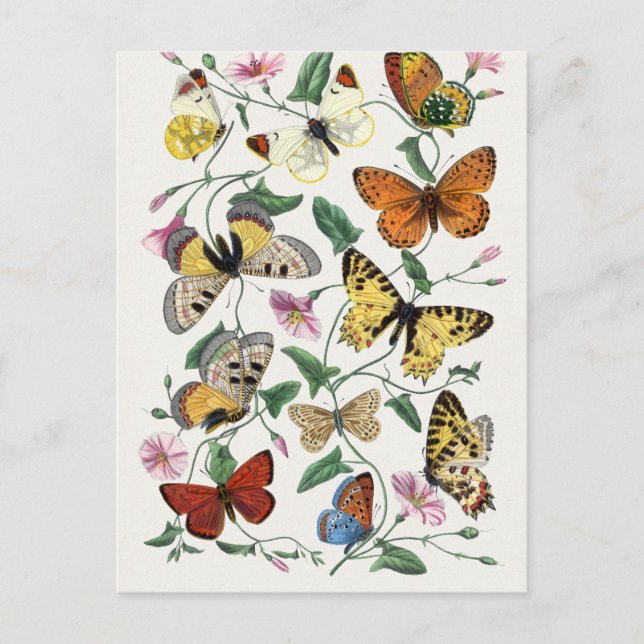 Carte Postale Antique Paul Gervais Papillons Histoire naturelle (Devant)