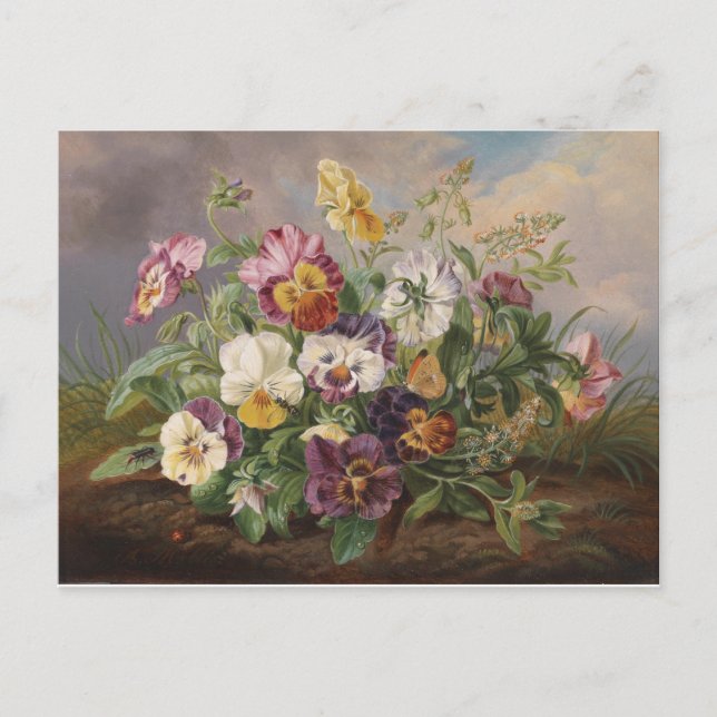 Carte Postale Anton Mollis Vintage Pansy (Devant)