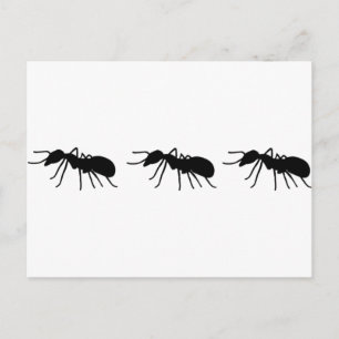 Carte Postale Ants (homonymie)