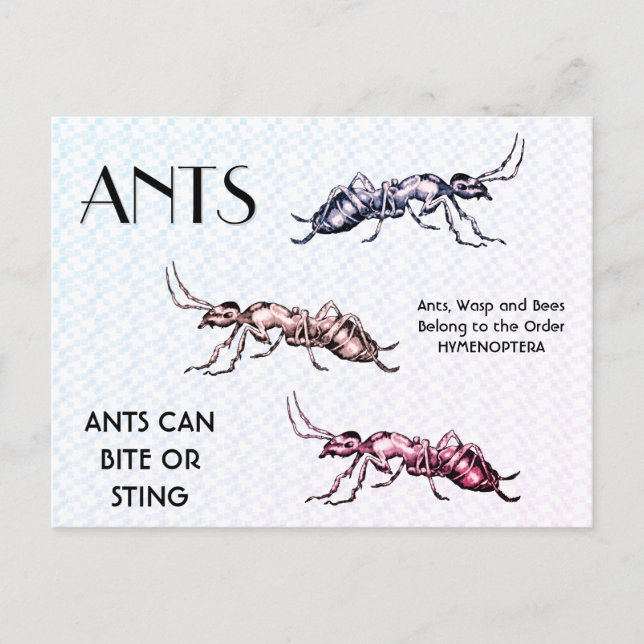 Carte Postale Ants Insectes Bugs Déplaisant Crawly Créatures (Devant)