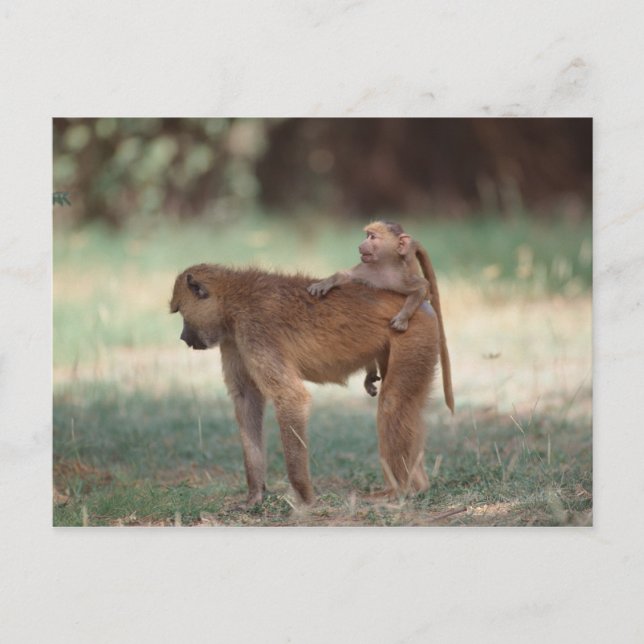 Carte Postale Anubis Baboon (Devant)